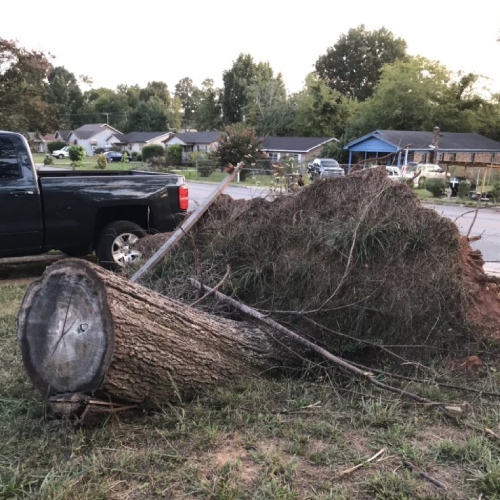 landscaping stump removal services