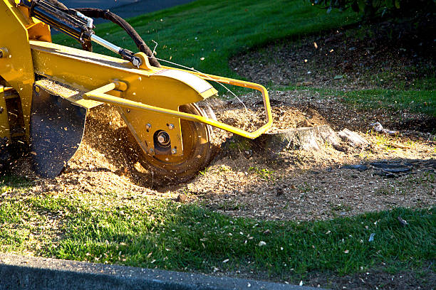 Grinding a tree stump with a grinder - stump removal services